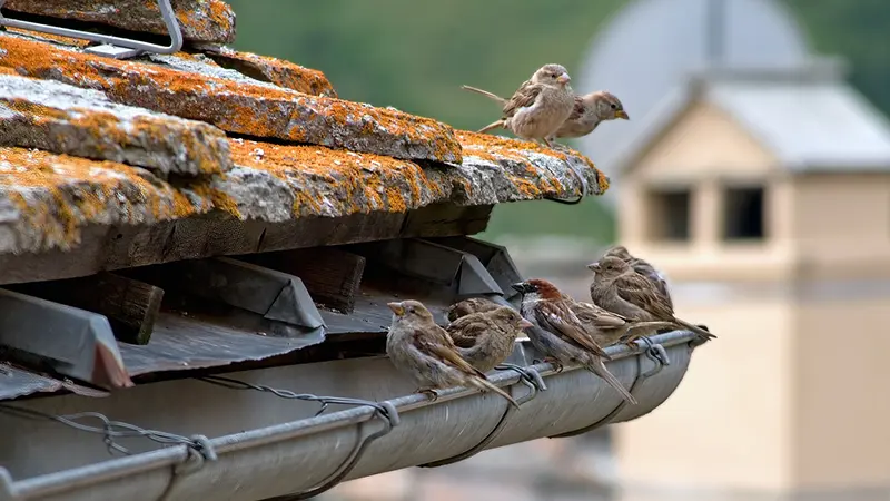 Birds living in a gutter.
