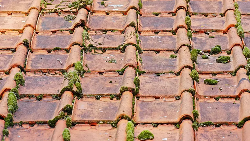 A tile roof covered in moss.