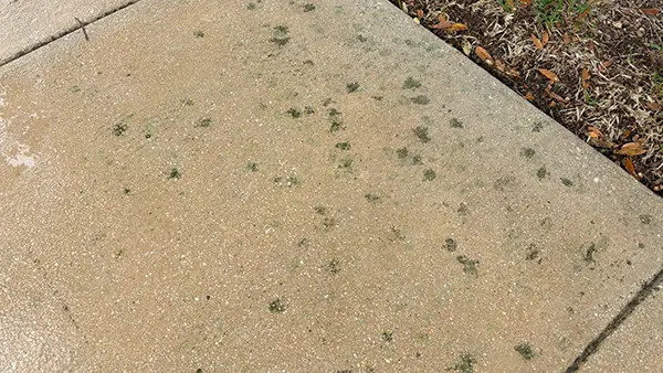 Green lichen stains on concrete.