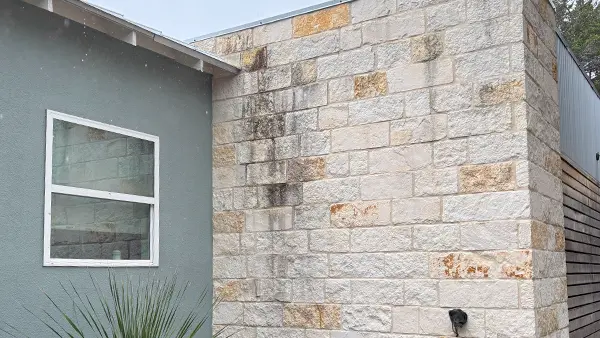 Mold that has grown on a stone wall.