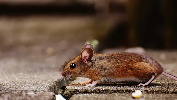 A small mouse.